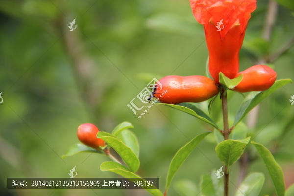 石榴花