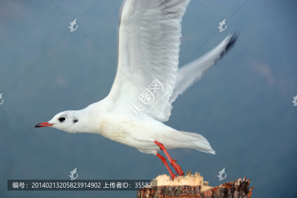 云南昆明滇池紅嘴歐海歐高清圖