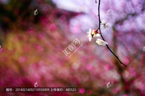梅花綻放