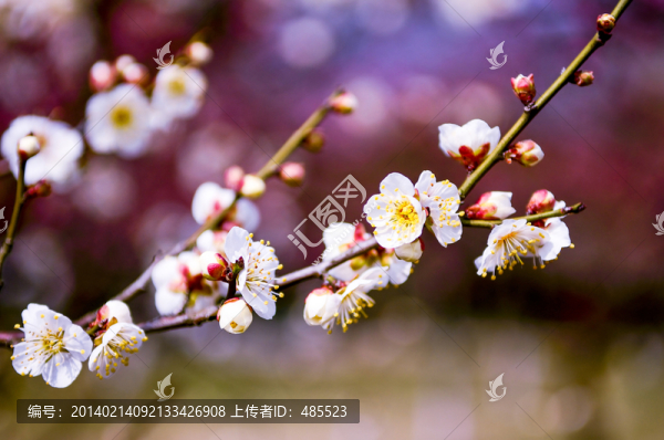 梅花綻放