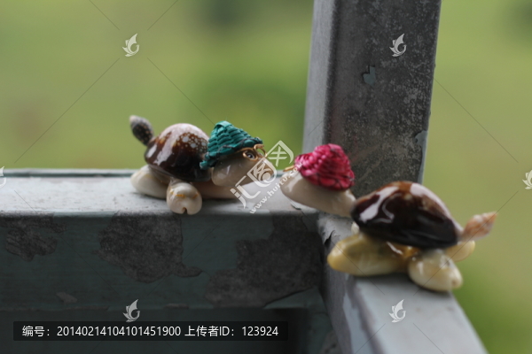 兩只烏龜