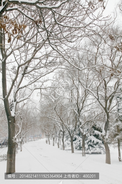 雪后樹林風景
