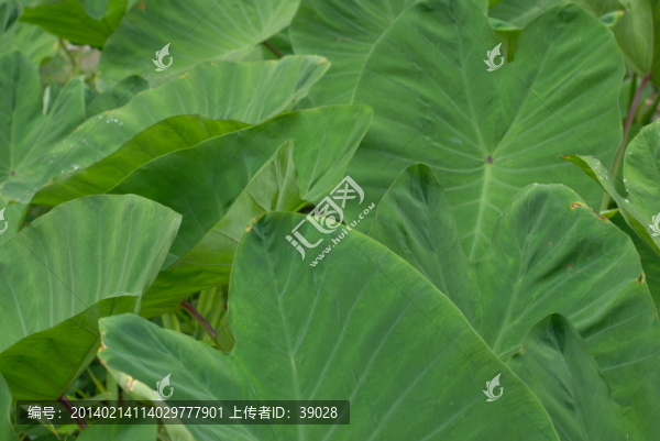 芋葉