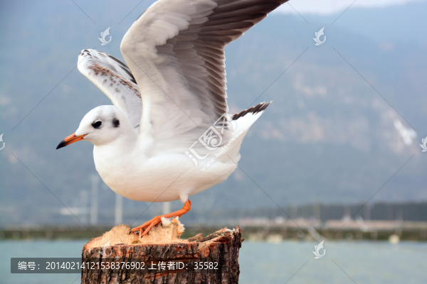 云南昆明滇池紅嘴歐海歐高清圖
