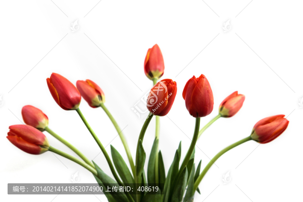 白色背景郁金香