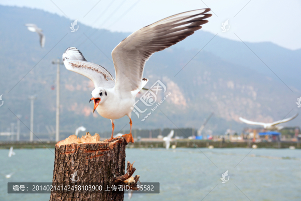 云南昆明滇池紅嘴歐海歐高清圖