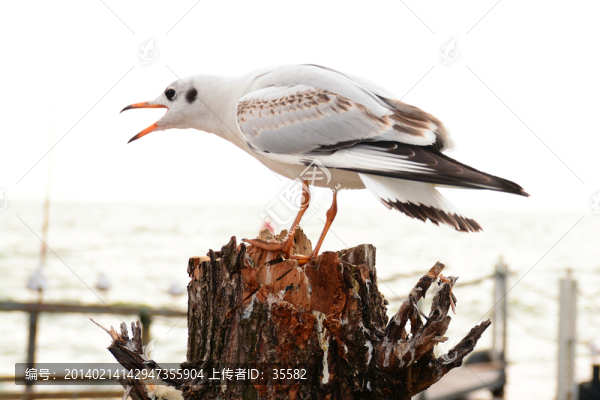 云南昆明滇池紅嘴歐海歐高清圖