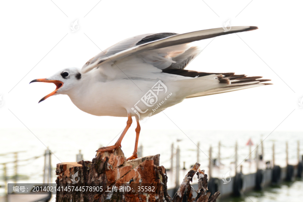 云南昆明滇池紅嘴歐海歐高清圖