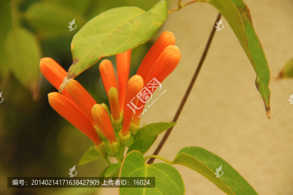 春花爛漫