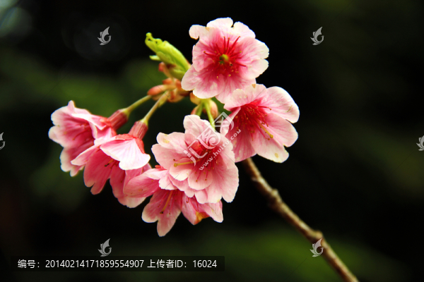 春花爛漫