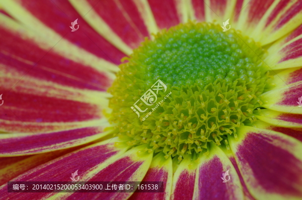 綻放的菊花,,壁紙