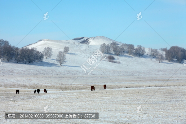 壩上草原雪景