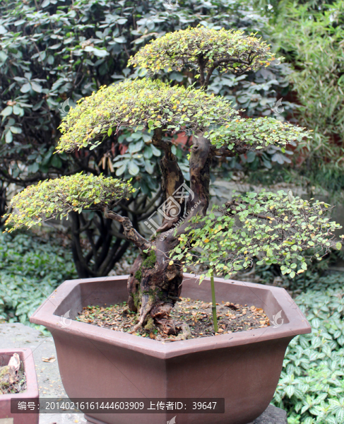 盆栽藝術(shù)