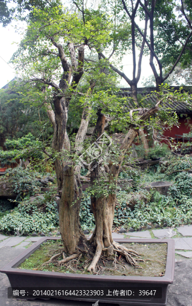 盆栽藝術(shù)