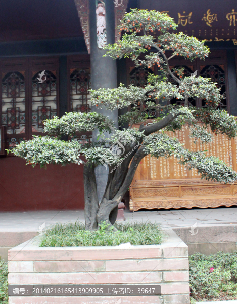 盆栽藝術(shù)