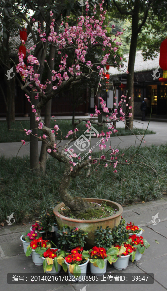 盆栽藝術(shù)
