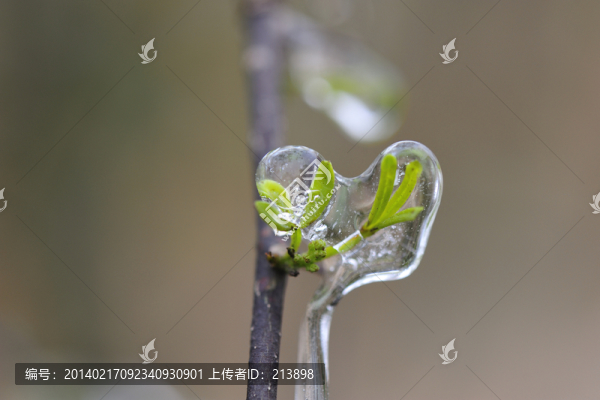 嫩芽,冰