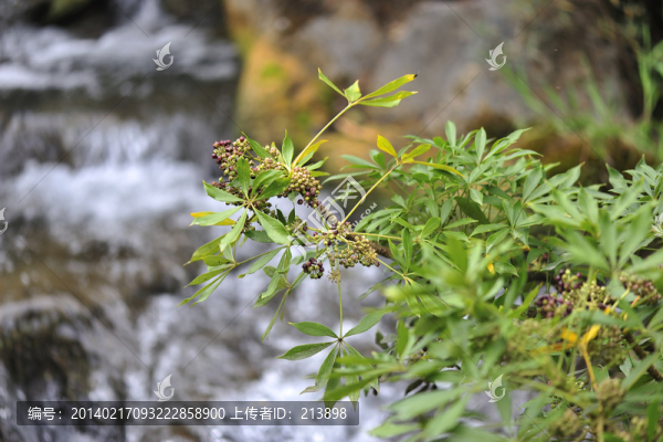 小溪