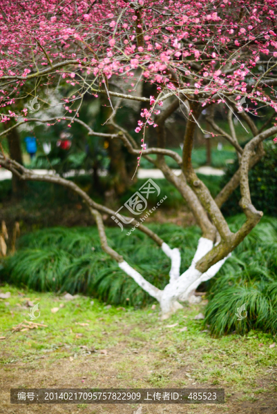 杭州植物園梅花