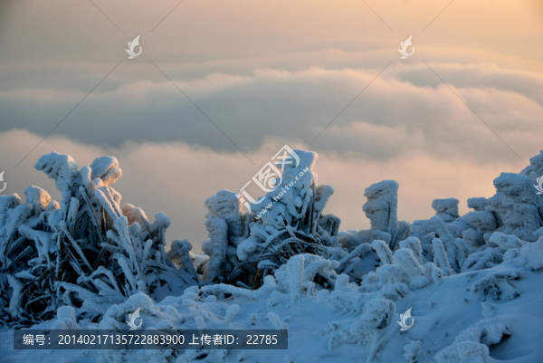 龍山看雪