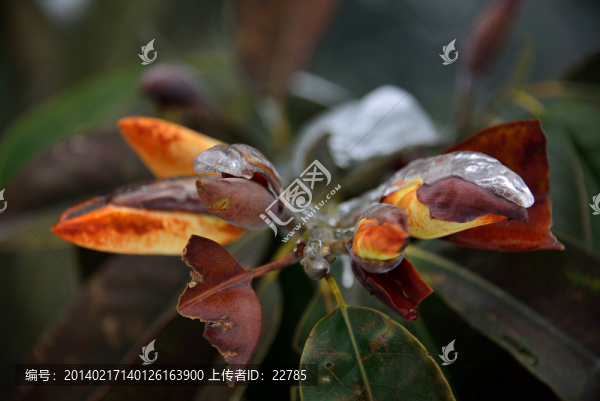 花團(tuán)錦簇