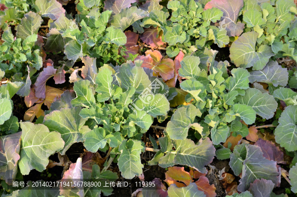 油菜