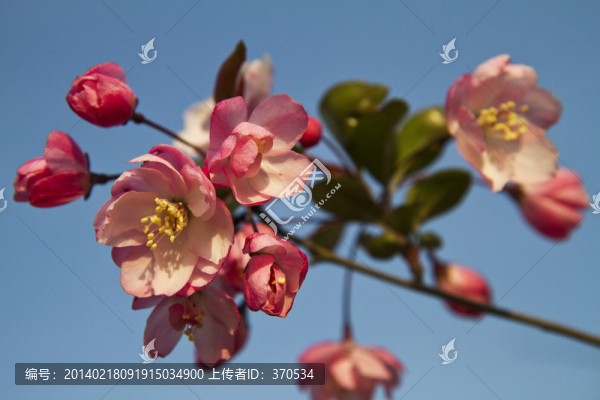 桃花,花卉,花朵,綻放,花蕊