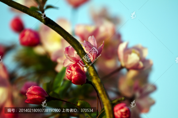 桃花,花卉,花朵,綻放,花蕊