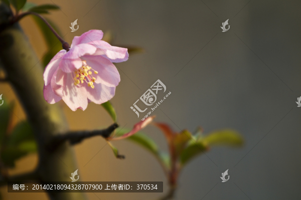 桃花,花卉,花朵,綻放,花蕊