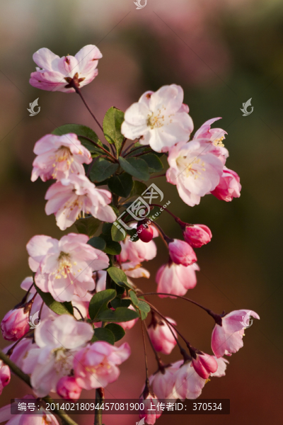桃花,花卉,花朵,綻放,花蕊