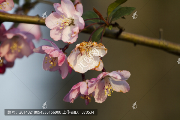 桃花,花卉,花朵,綻放,花蕊