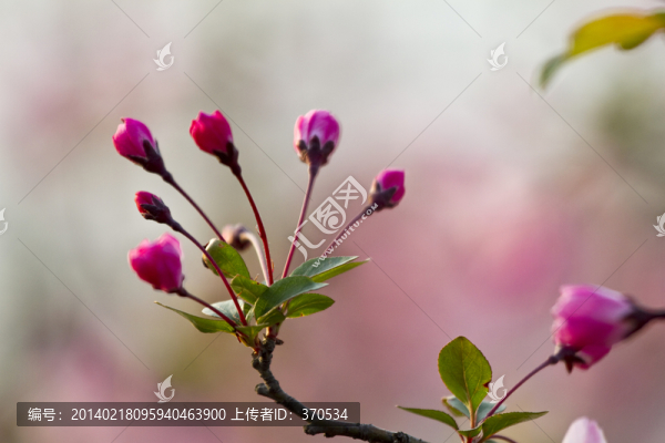 桃花,花卉,花朵,綻放,花蕊
