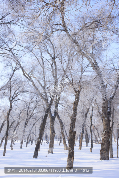樹林