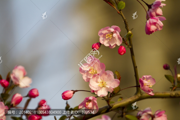 桃花,花卉,花朵,綻放,花蕊
