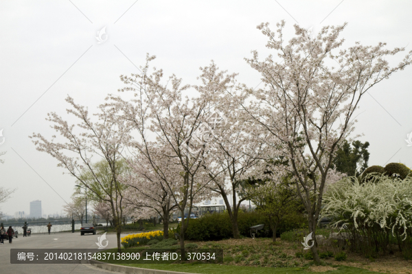 無錫黿頭渚風(fēng)景區(qū),黿頭渚,櫻花