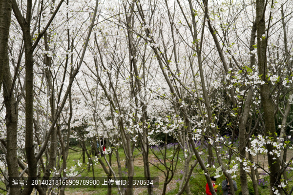 無錫黿頭渚風(fēng)景區(qū),黿頭渚,櫻花