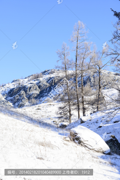 雪山,松林