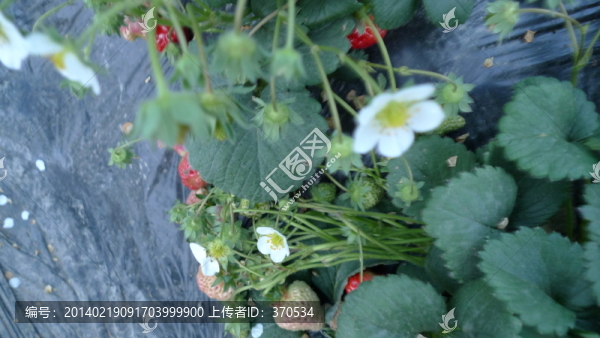 花卉,葉子,植物,,春天,晴天
