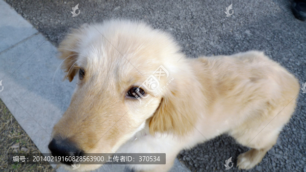 寵物犬,狗,金毛犬,可愛,養(yǎng)狗
