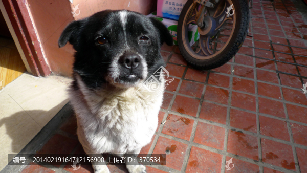 寵物犬,狗,邊牧犬,可愛,養(yǎng)狗