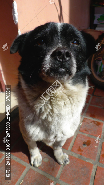 寵物犬,狗,邊牧犬,可愛,養(yǎng)狗