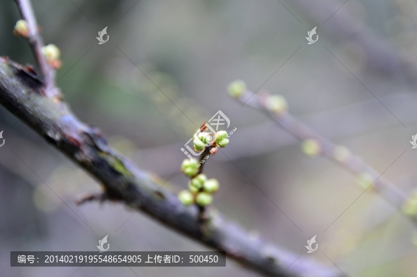 果子,花蕾