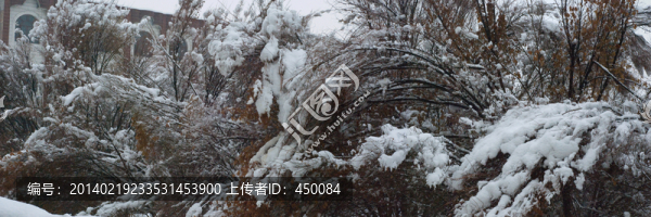 雪樹