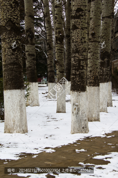 雪后白樺林