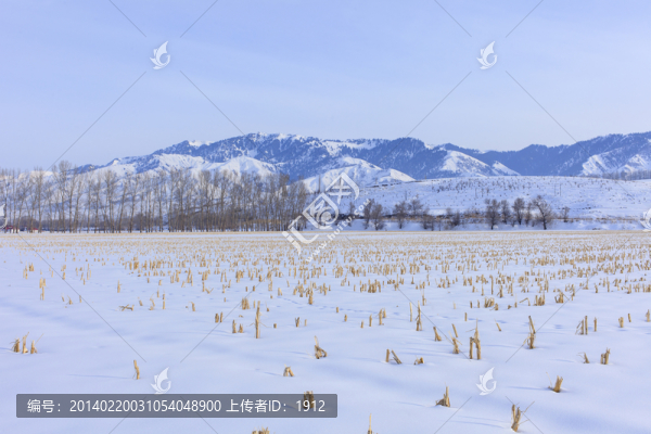 曠野