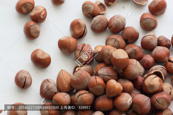 榛子,榛果