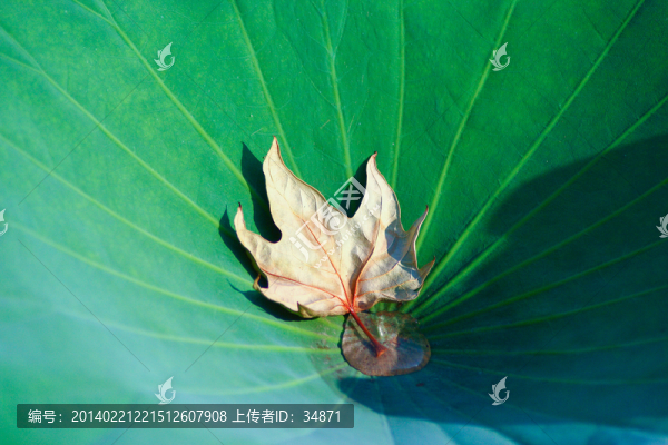 荷葉高清圖