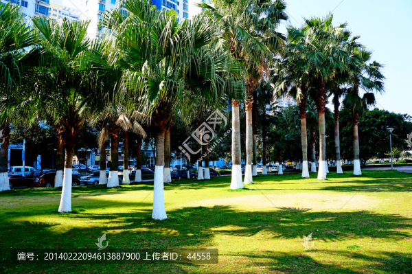 草坪,棕櫚樹(shù)