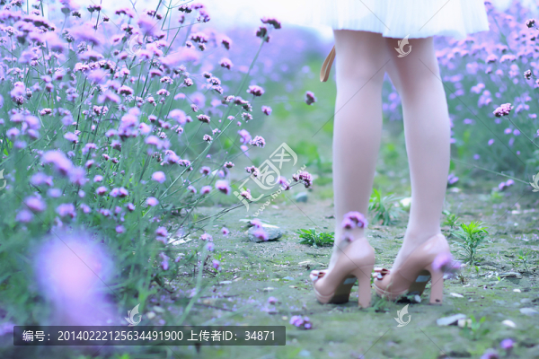薰衣草里的美腿