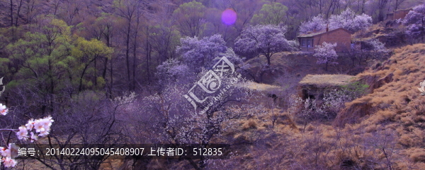桃花